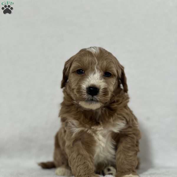 Greyson, Mini Goldendoodle Puppy