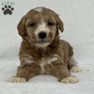 Greyson, Mini Goldendoodle Puppy