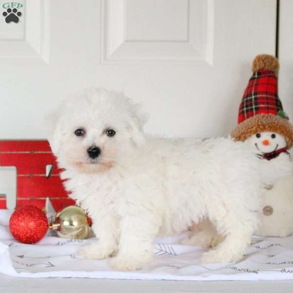 Griffin, Bichon Frise Puppy