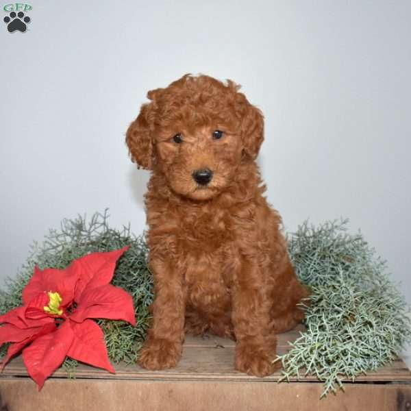 Griffin, Miniature Poodle Puppy