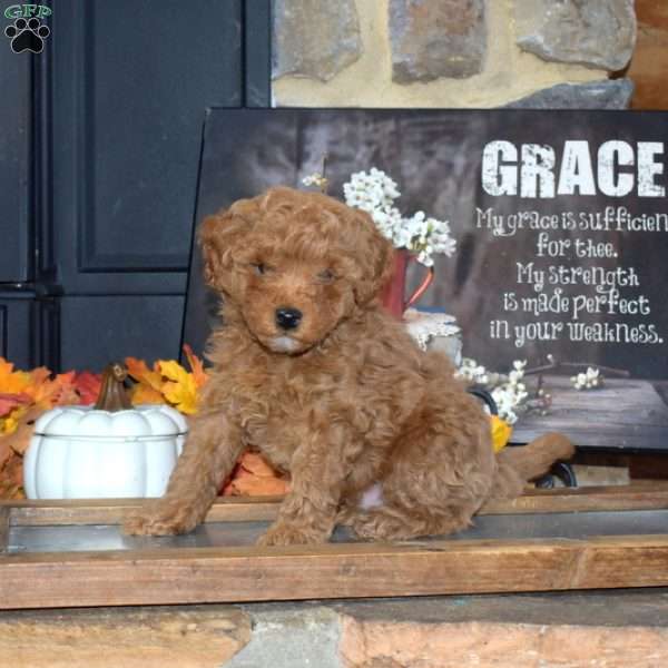Griffin, Toy Poodle Puppy