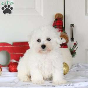 Griffin, Bichon Frise Puppy
