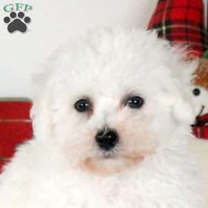 Griffin, Bichon Frise Puppy