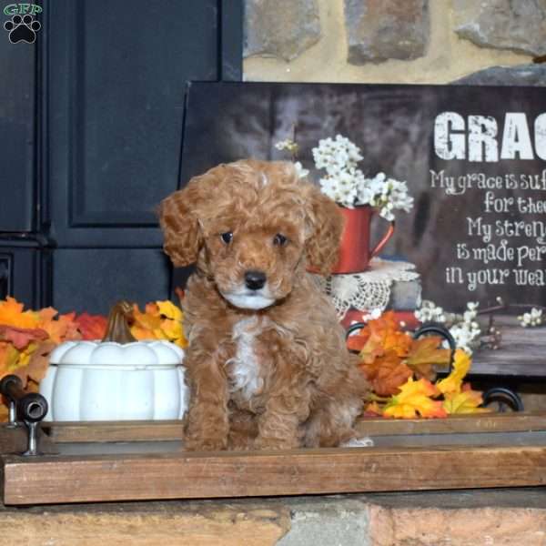 Grits, Toy Poodle Puppy