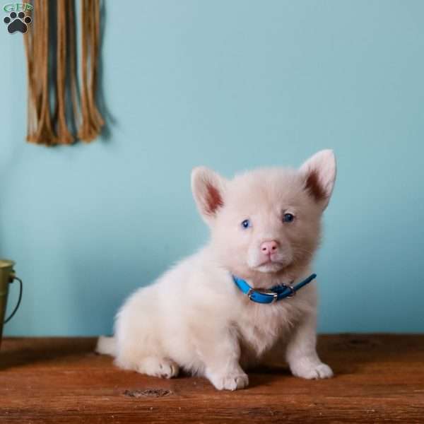 Grover, Pembroke Welsh Corgi Puppy