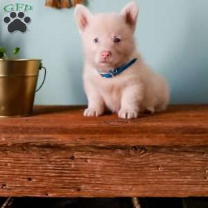 Grover, Pembroke Welsh Corgi Puppy