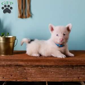 Grover, Pembroke Welsh Corgi Puppy