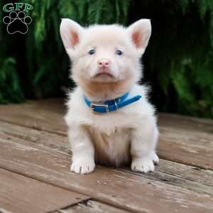 Grover, Pembroke Welsh Corgi Puppy
