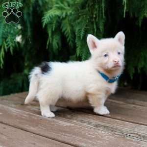 Grover, Pembroke Welsh Corgi Puppy