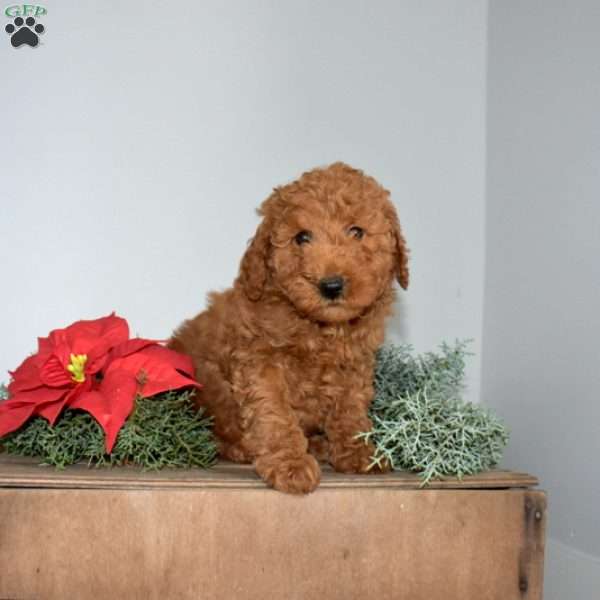 Gus, Miniature Poodle Puppy