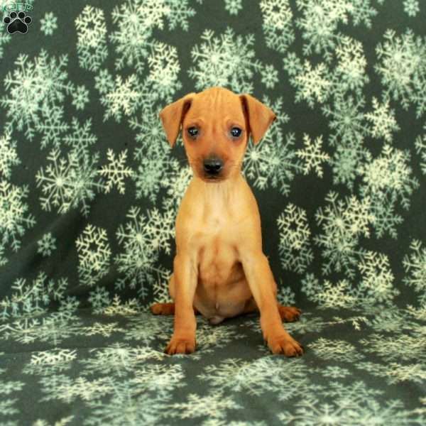 Gus, Miniature Pinscher Puppy