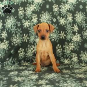 Gus, Miniature Pinscher Puppy