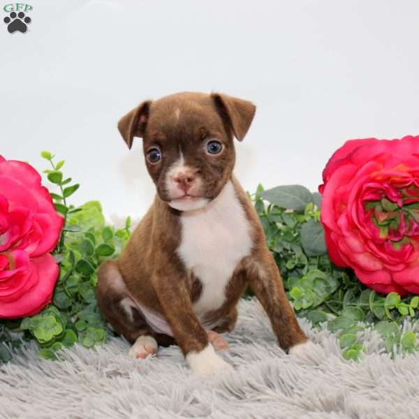 Gus, Boston Terrier Mix Puppy