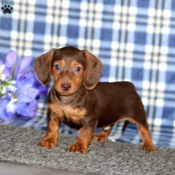 Gus-Mini, Dachshund Puppy