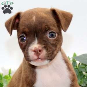 Gus, Boston Terrier Mix Puppy