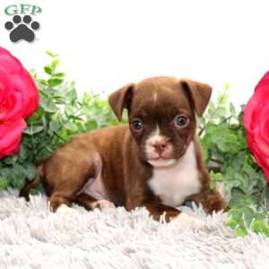Gus, Boston Terrier Mix Puppy