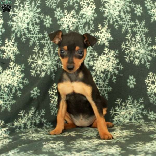 Gwen, Miniature Pinscher Puppy