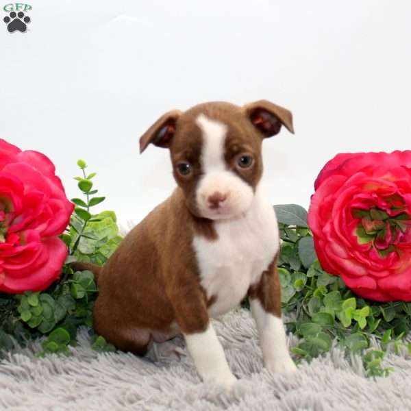 Gwen, Boston Terrier Mix Puppy