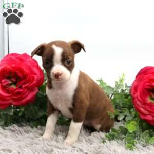 Gwen, Boston Terrier Mix Puppy