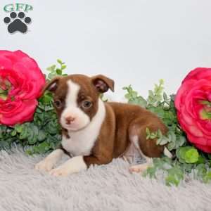 Gwen, Boston Terrier Mix Puppy