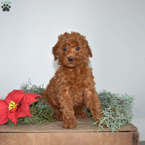 Gypsy, Miniature Poodle Puppy