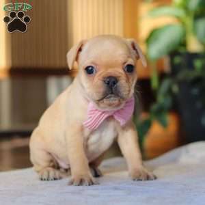 Hailey, French Bulldog Puppy