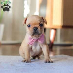 Hailey, French Bulldog Puppy