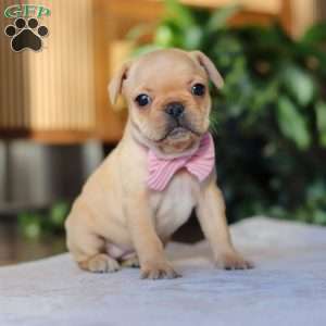 Hailey, French Bulldog Puppy