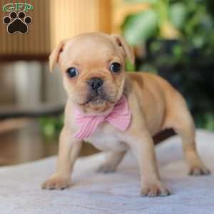 Hailey, French Bulldog Puppy