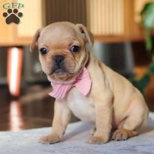 Hailey, French Bulldog Puppy