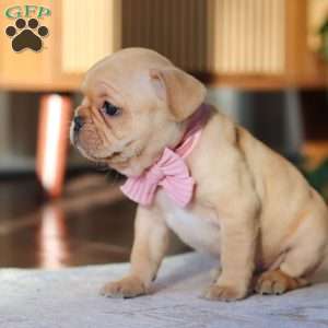 Hailey, French Bulldog Puppy