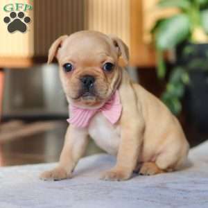 Hailey, French Bulldog Puppy