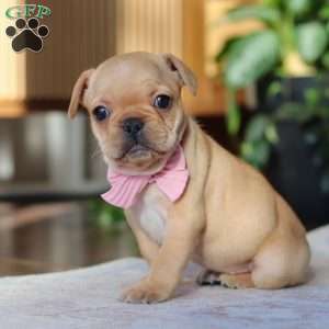 Hailey, French Bulldog Puppy