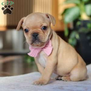 Hailey, French Bulldog Puppy