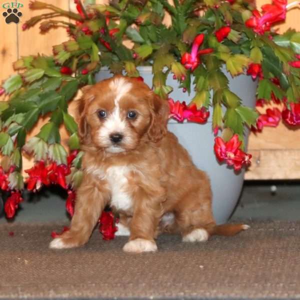 Hailey, Cavapoo Puppy