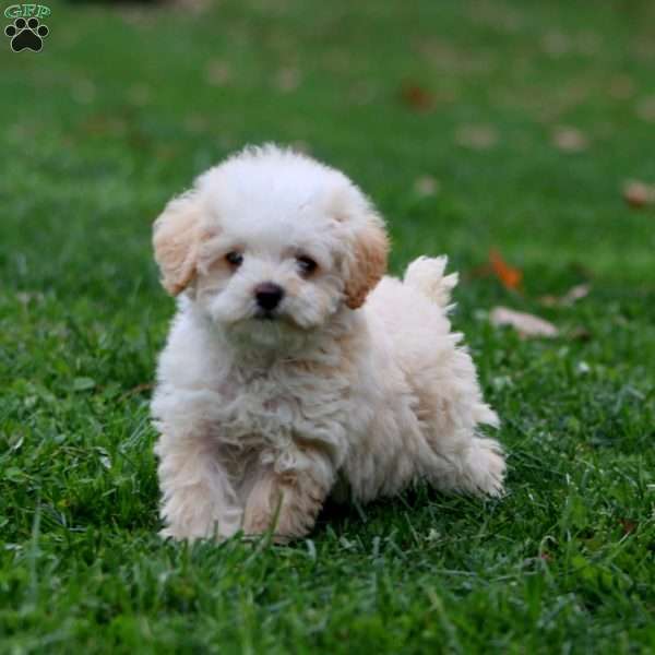 Hailey, Miniature Poodle Puppy