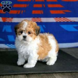 Hailey, Teddy Bear Puppy