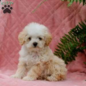 Hailey, Miniature Poodle Puppy