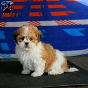 Hailey, Teddy Bear Puppy