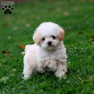 Hailey, Miniature Poodle Puppy