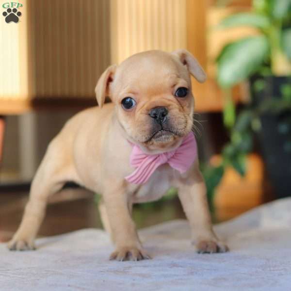 Hailey, French Bulldog Puppy