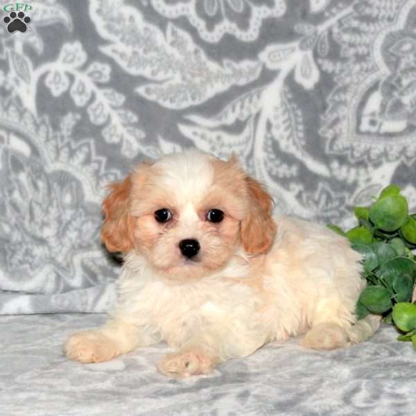 Hailey, Cavachon Puppy