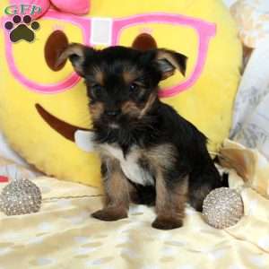 Handsome, Yorkie-Chon Puppy
