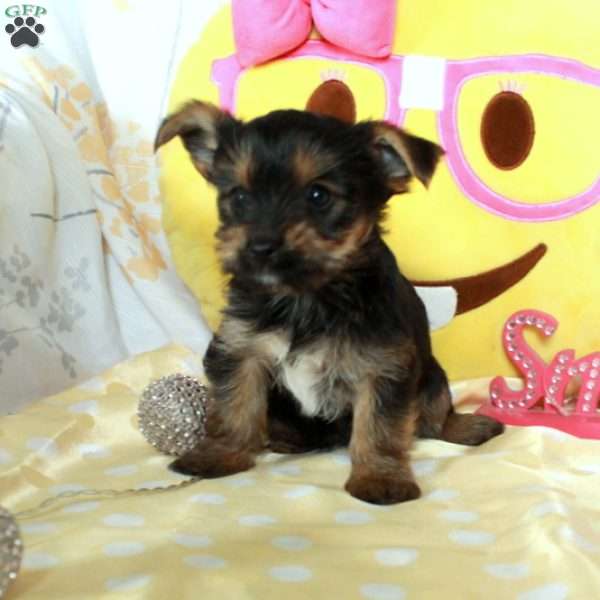 Handsome, Yorkie-Chon Puppy