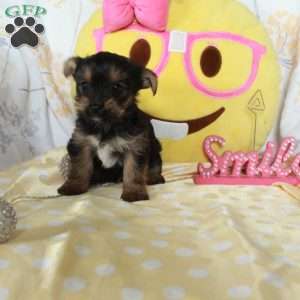 Handsome, Yorkie-Chon Puppy