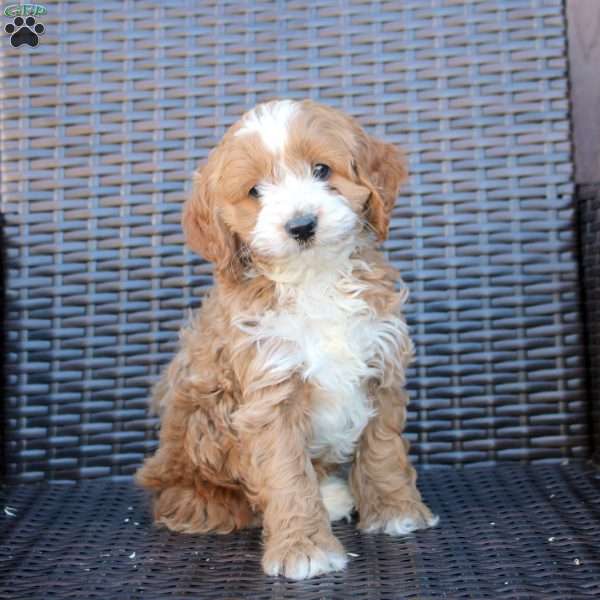 Hank, Cockapoo Puppy
