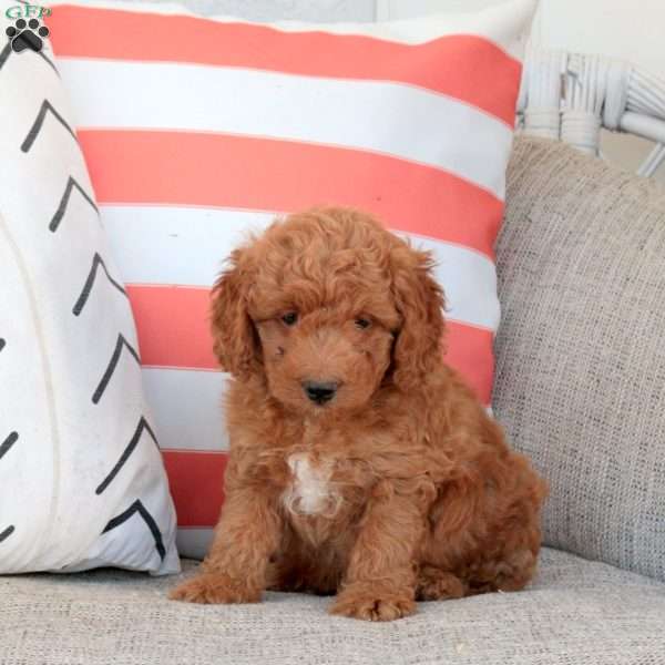 Hank, Mini Goldendoodle Puppy