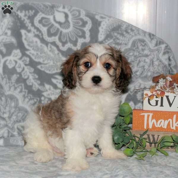Hank, Cavachon Puppy