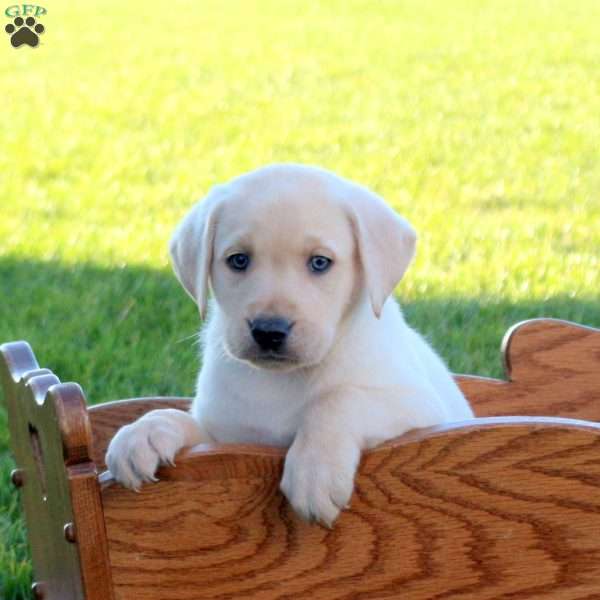Hank, Yellow Labrador Retriever Puppy