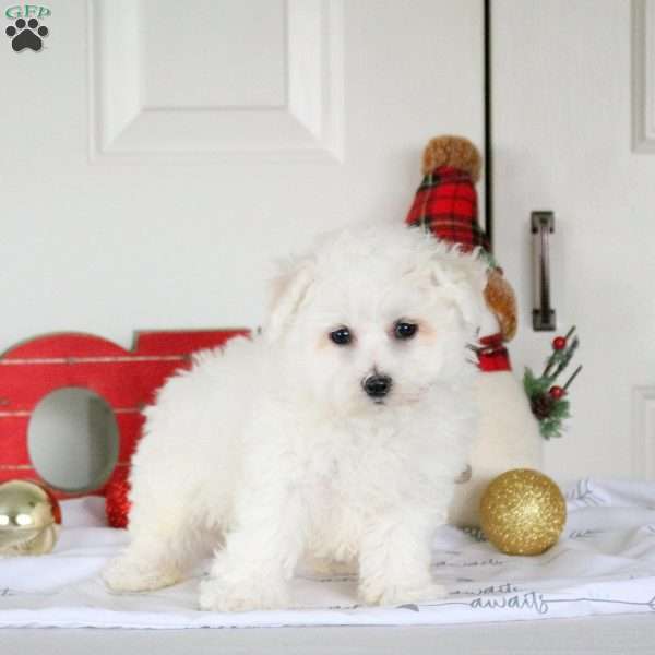 Hank, Bichon Frise Puppy